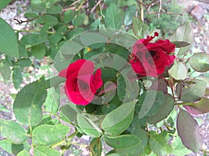 Red roses with leaves photo