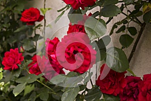 Climbing red roses in garden photo