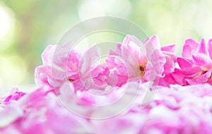 Roses on rustic wooden board,Valentines Day background.