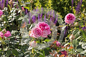 Roses and sage in the garden