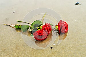 Roses on the sand, symbols