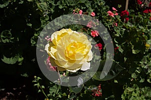 Santa Rosa California - Roses. photo