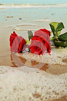 Roses on the seashore