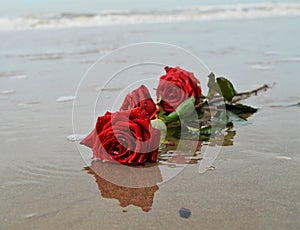 Roses on the seashore, romantic symbols