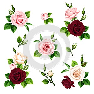 Roses. Set of pink, burgundy, and white rose flowers. Vector illustration
