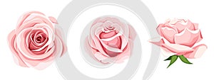 Roses. Set of three pink rose flowers. Vector illustration