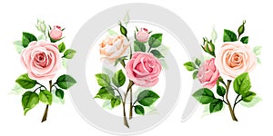 Roses. Set of vector design elements with pink and white rose branches