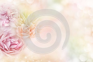 Roses in a soft pastel background, which conveys the concepts of love Valentine`s Day