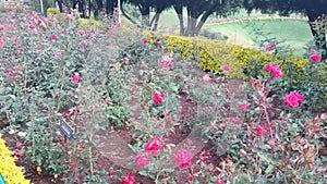 Roses step garden of saputara