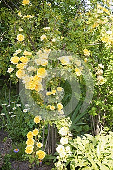 Roses in the summer. Bush roses. Beautiful bush of yellow, red, pink roses in a spring garden. The garden of roses. Close-up and