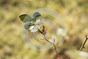 Roses and their very young buds in early spring on a warm, sunny day in photographic enlargement and close-up. Rose