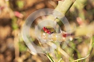 Roses and their very young buds in early spring on a warm, sunny day in photographic enlargement and close-up. Rose