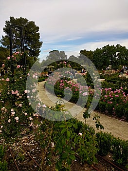 Roses blooming in the Retiro Park in Madrid, Spain. photo