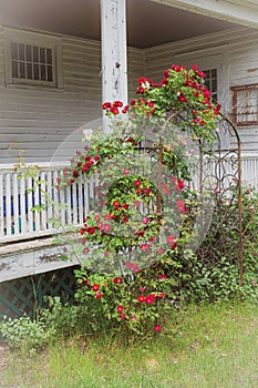 Roses on Trellis