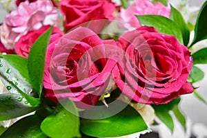 Flowers Two colors Red and white roses