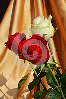 Roses. Valentine concept and background