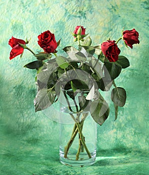 Roses in vase