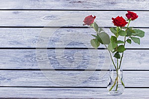 Roses in vase with copy space.