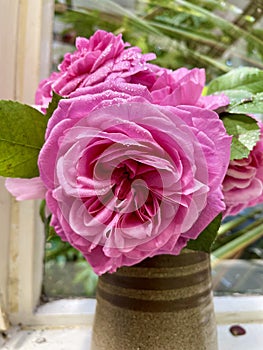 Roses in a vase in summer