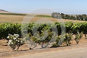 Roses and vines in the Durbanville Hills district. Cape Town S Africa