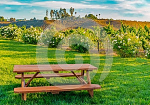 Roses and vineyards grow in the Temecula Valley of California