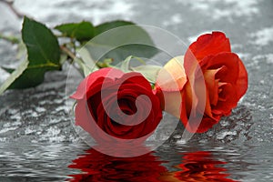 Roses on Water