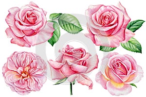 Roses watercolor, botanical painting. Pink flowers. Elements for greeting card, invitation card for wedding