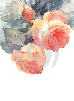 Roses Watercolor Flowers Illustration Hand Painted