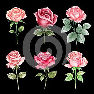 Roses . Watercolor painting valentine\'s day elements . Set 2 of 10 . Black isolate background . Illustration