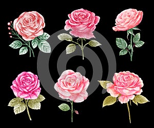 Roses . Watercolor painting valentine\'s day elements . Set 4 of 10 . Black isolate background . Illustration