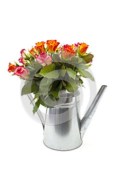 Roses in a watering can on white background