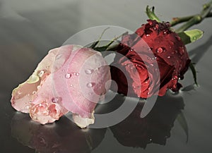 Roses on a wet background