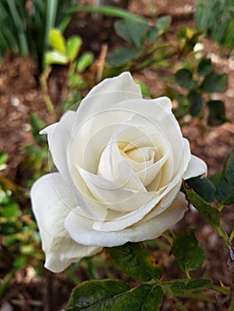 Roses are white