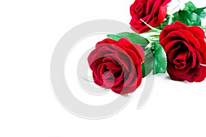 Roses on a white background