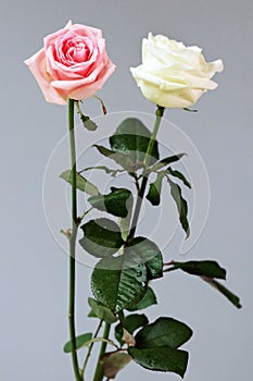 Roses couple love white pink isolated deep card background