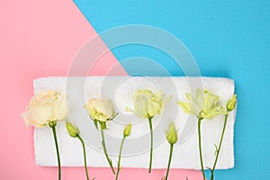 Roses on a white towel. on a pink-blue background. open and closed buds, place for an inscription. invitation lette