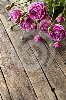 Roses on a wooden grungy background