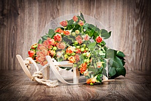 Roses on the wooden sleigh on wooden background
