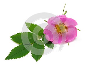 Roseship pink flower with green leaf