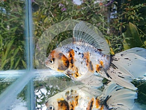 Rosetail oranda goldfish