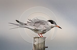 Rosete Tern perched on the old dock piling photo