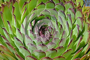 Rosetta succulent with waterdrops