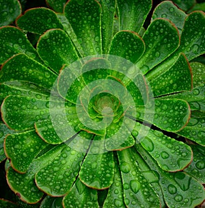 Rosette of aeonium with raindrops