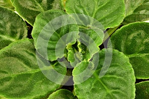 Rosette leaves of violet senpolia photo