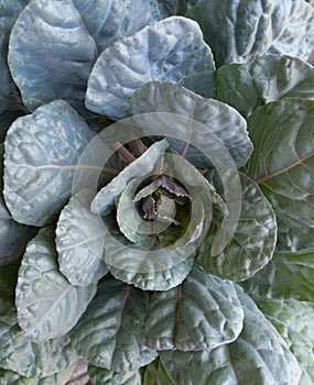 A rosette of light green leaves of white cabbage as a background. Brassica oleracea var. capitata.