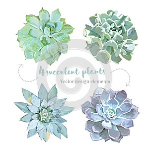 Rosette shaped succulents Echeveria vector design set