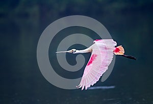 Rosette spoonbill in full breeding colors flying