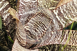 Rosette of variegated yucca. Tropical decorativ plant foliage, Macro photo of leaf, natural pattern, exotic botanical