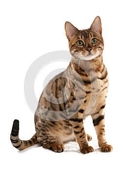 Rosetted Bengal Cat