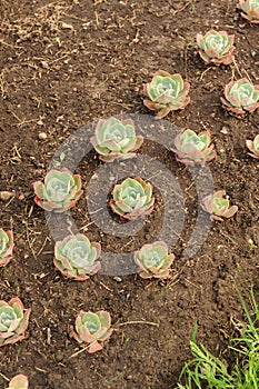 Rosettes of Sempervivum (Hen and Chicken) on Flower Bed